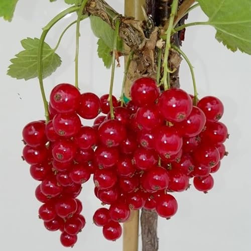 Rolan robuste rote Johannisbeere große Beeren lange Trauben Fußstamm ca. 50 cm Stamm ca. 80-120 cm 3-5 Liter Topf