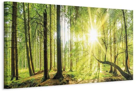 murando - Akustikbild Schalldämmung Wald Natur, Schallschutz, Wohnzimmer | Verbessert Raumakustik, reduziert Hall, ideal fürs Büro oder Wohnzimmer, hochwertige Verarbeitung, schnelle Montage, stilvoll