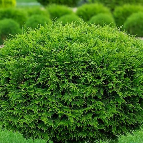 Thuya du Canada Brabant - Thuja Occidentalis Brabant 80cm en Pot - Plante - Floraison Non-florifère - Couleur de la Fleur - Hauteur 15-20 m