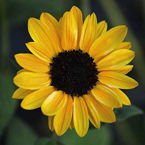 Sunflower 'Tanja' F1 Hybrid Helianthus Hardy Annual Flowers Summer Autumn Flowering Garden Plants Grow Your Own 1 x Seed Packet (10 Seeds) Sunflower 'Tanja' F1 Hybrid by Thompson and Morgan