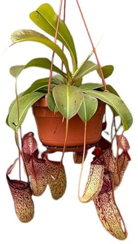 Planta Carnívora con Colgador Nepenthes Planta Jarras de Mono