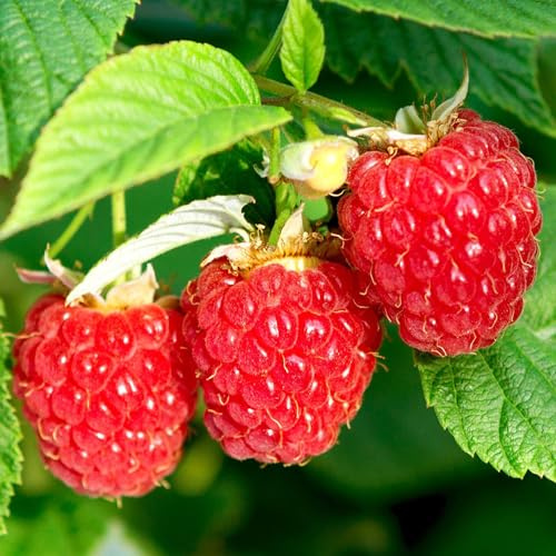 Himbeere Sommerkoch Rubus idaeus Pflanze dein eigenes Gartenobst im Topf