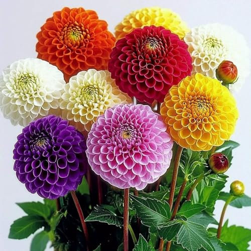 35 Semillas de Dalia Pompon Mixto - SemiSauvage Permaculture