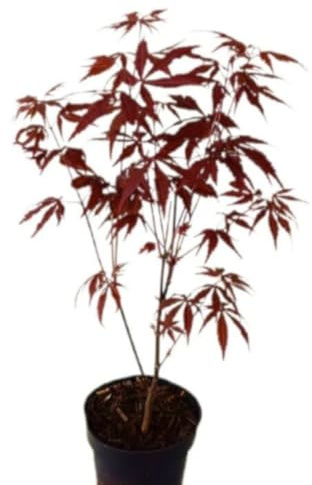 Planta Acer Palmatum Atropurpureum, 20-30 cm. Arce japonés de hojas púrpuras, ornamental, pequeño, ideal para jardines y bonsáis. Segura Garden.