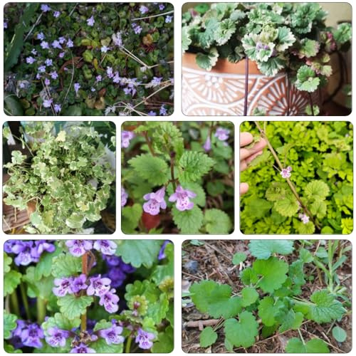 semi edera terrestre tagliati selvatici Copertura perenne resistente decorazioni giardino per esterni decorazione balcone con parterre da 300pcs