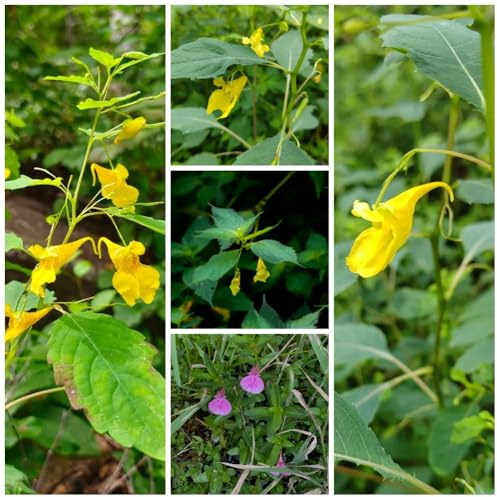 Semillas de Impatiens noli-tangere, raras semillas de silvestres verdes semillas de mariposas resistentes 300pcs
