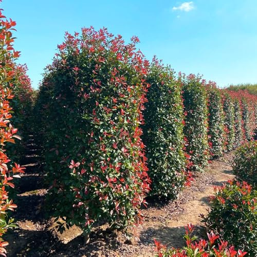 Semi di Photinia Red Robin ornamentali resistenti resistenti per giardini rocciosi semi di per i luoghi soleggiati giardino vecchie varietà 700pcs