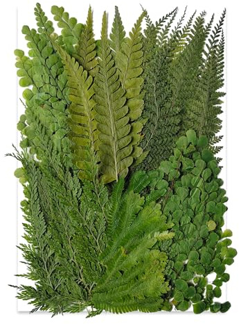 55 STK. Grüne Blätter & Farne – Getrocknete Pressblumen für Handwerk, Echte Natürliche Trockenblumen in Masse für Harzschmuck, Kerzenherstellung, Rahmendekoration & Florale Dekoart (DE)