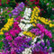 SVI 90pcs graines de fleurs de statice mélangées