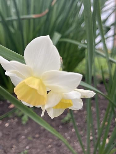 20 Daffodil 'Lieke' Bulbs (Narcissus) Free UK Postage