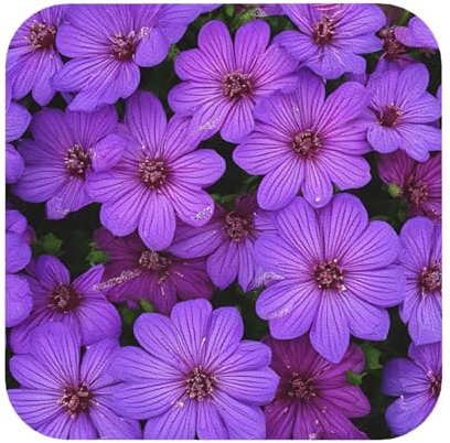 Lila Lilien Blumen Druck Leder Untersetzer 6er Set Stilvolle und praktische Wohnaccessoires