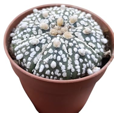 Astrophytum asterias Superkabuto cactus riccio di mare - vaso Ø6/7 cm