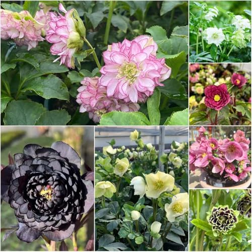 christrosen - steingartenpflanzen winterhart pflanzenkübel balkonpflanzen winterhart Christrose dachbegrünung christrosen garten bodendecker indoor 160samen