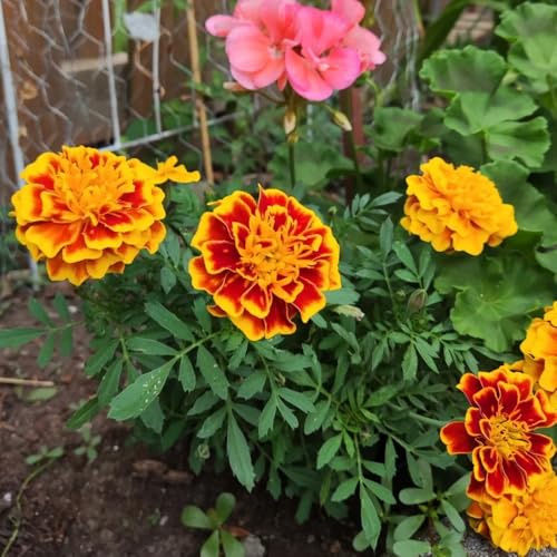 semi di calendula perenni - calendula, giardino, ombra di calendula Decorazione da giardino per esterno, balcone 200pcs