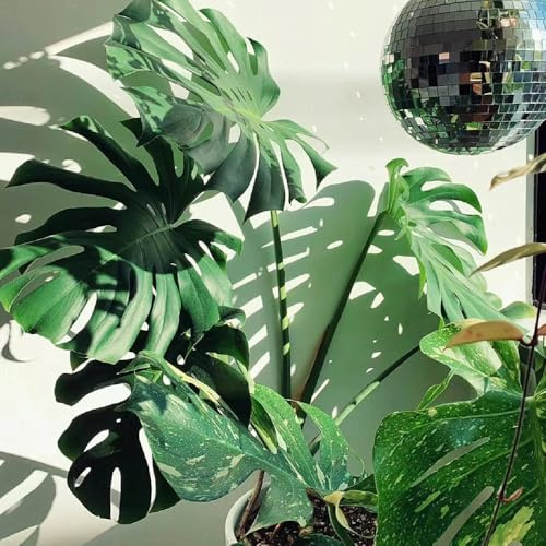 semillas de monstera semillas - Serie de raras - balcón invernadero resistentes para balcones decoracion sala estar 50pcs