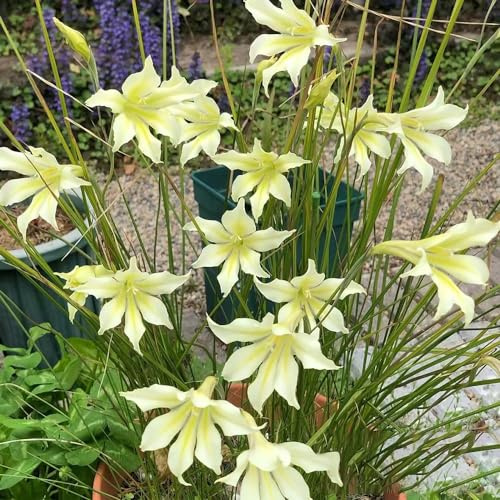 bulbi di gladioli rari a primaverile decorazioni giardino per 30pcs