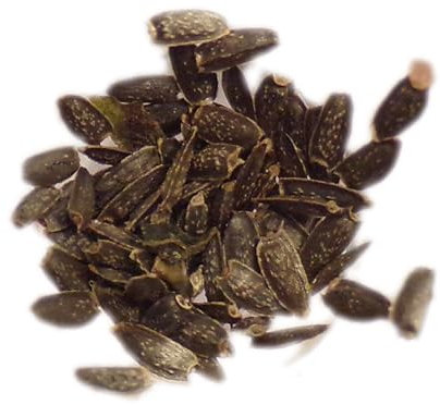 Cresson De Para - Brede Mafane – Acmella Oleracés - Spilanthes Oleracea - SEM05