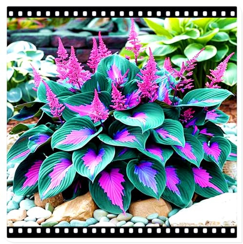Seltene Funkie/Winterharte Funkie für den Außenbereich/Deutsche Gartenpflanze/Ideal für Garteneckenet-4 PCS-C
