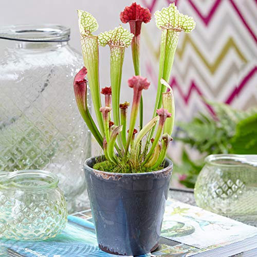 1 x Sarracenia Smoorii | Premium-Indoor-Kannenpflanze | 20-30cm mit Topf