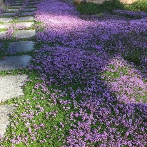 semi di timo, selvatici da balcone timo serpillo balcone giardino da orto per orto e giardino resistenti per il 300pcs