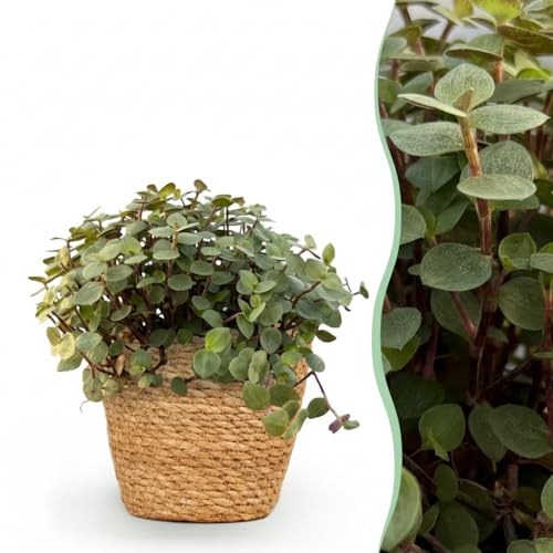 Calissia repens - Katzengras - Haustierfreundlich - Grün - mit Korb - 17-20cm - Ø12cm - Zimmerpflanze - Komplettes Set - Pflanze mit Topf