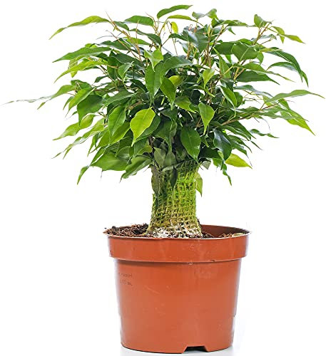 Ficus benjamina Green Kinky Biren-Feige Zimmerpflanze in 14cm Topf