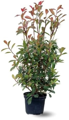 Attitude Jardin - Photinia red robin - fraseri - plantes de haies - 100-120 cm - ⌀ 22 cm - plante d'extérieur