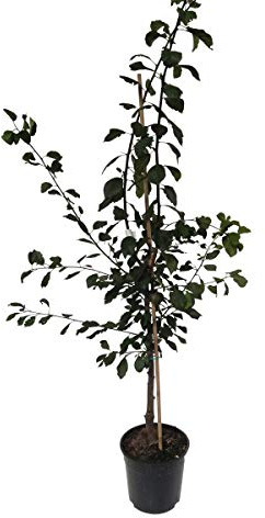 Kirkespflaume Pflaume sehr süß Buschbaum ca. 110-140 cm 10 Liter Topf St. Julien A