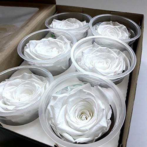 Roses éternelles blanches ou roses stabilisées vendues par 6