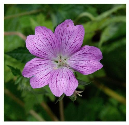 Stauden Gänge 100 x Geranium endressii (Winterhart/Stauden/Staude/Bodendecker/Mehrjährig) Pyrenäen Storchschnabel - Unermüdlich blühend und einfach bezaubernd - sehr Bienenfreundlich