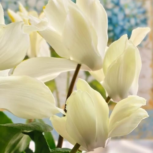 Semi di ciclamino, semi di decorazione floreale e perenni da esterno resistenti 35pcs