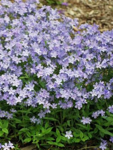 Perennial Farm Phlox divaricata 'Blue Moon' – Live Woodland Phlox in 1 Quart, Fragrant Violet‑Blue Blooms, Spreading Groundcover, Shade Tolerant, Ideal for Borders & Naturalized Gardens