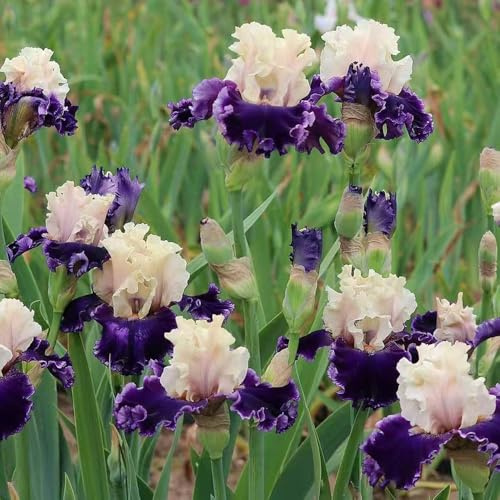 Bulbos de iris perennes resistentes, balcón primavera elevadas para jardín 9pcs