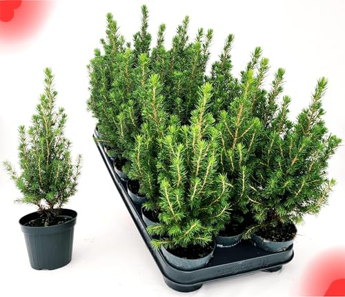 POWERS TO FLOWERS - PICEA GLAUCA CONICA, ALBERO DI NATALE, VASO 9 CM DIAMETRO, ALTEZZA 25CM, 12 PIANTE piante vere