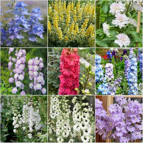 rittersporn - gartenblumen winterharte kübelpflanzen rittersporn mehrjährig balkonblumen blumensamen balkon zimmerpflanze winterharte für garten 750samen