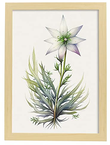 Nacnic Stern von Bethlehem Poster im nordischen Stil. Botanik Illustrationen mit Blumen und Pflanzen im Wasserfarbe. Innenarchitektur und Dekoration. A3 Holzrahmen.