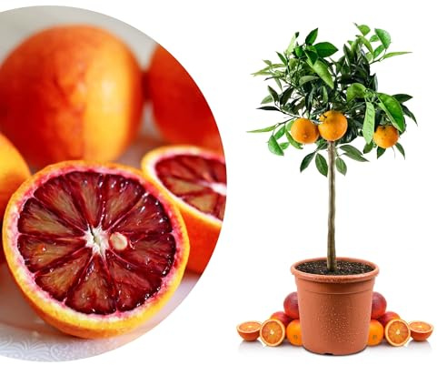 Blutorangenbaum Tarocco Mezzo - echte Blutorange - Zitruspflanze - Blood Orange - veredelter Apfelsinenbaum in Gärtner-Qualität (Tarocco, Mezzo)