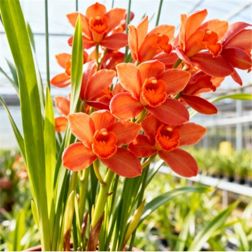 Cymbidium in vendita/Eccellenti rizomi di cymbidium/Perenni resistenti al freddo/Decorazione d'interni-3 Rizoma-G