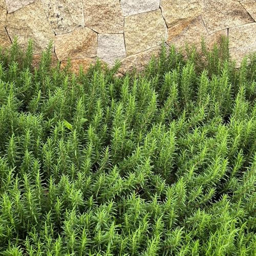 semi di rosmarino - giardino roccioso resistenti di selvatiche resistenti per il giardino prodotti sostenibili per aiuole rialzate 150pcs