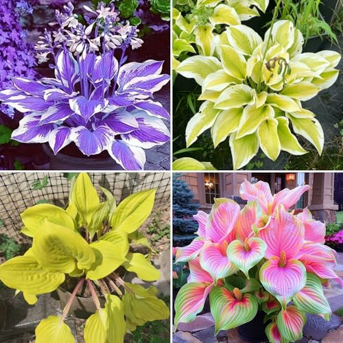 Hosta resistenti al freddo e siccità, bulbi Hosta, perfetti per giardini, terrazzi e giardini decorativi-4bulbi-B
