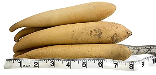 Box of Banana Gourds -15 Dried gourds - Perfect for Crafting