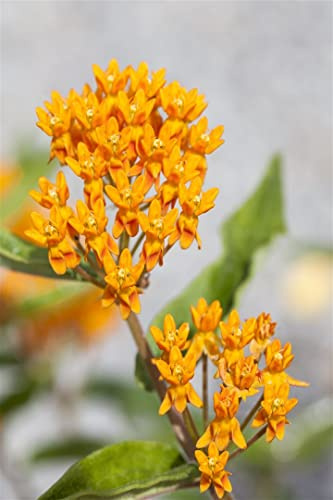 Asclepias tuberosa 9x9 cm Topf – Winterhart, Mehrjährig, Pflegeleicht – Schmetterlings-Seidenpflanze – Staude für Beet & Naturgarten