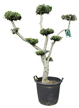 Tropictrees Olivier - Pon Pon - Circonférence du tronc : 25/30 cm - Bonsaï - Olea Europea