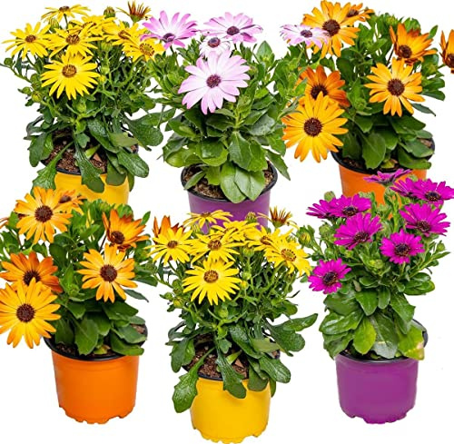 Margaritas Flores Naturales | Pack 6 Plantas | Chrysanthemum y Osteospermum | Plantas Naturales