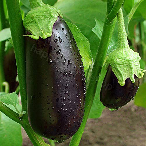 Aubergine Black Beauty - 300 Seeds + Freebie + Plant Tag - Solanum melongena