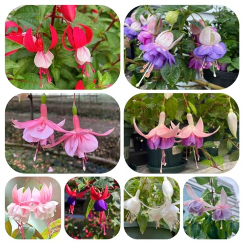 fuchsien kaufen, exotische balkon 150samen