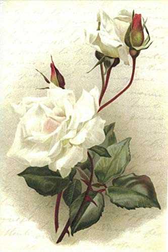 Zita`s Creative Reispapier A4 - White Rose Impression. Motiv-Strohseide, Strohseidenpapier, Decoupage Papier
