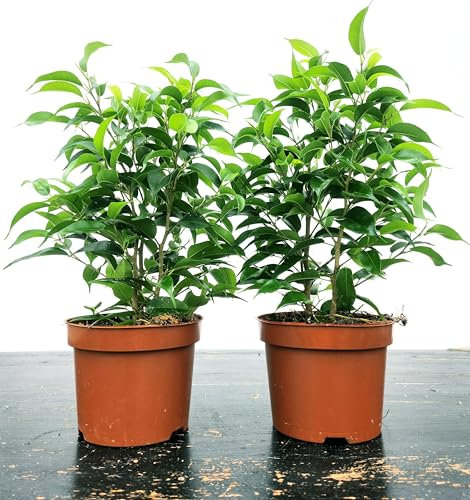 FICUS BENJAMIN NANO, 2 PIANTE, VASO 13CM DIAMETRO, piante vere