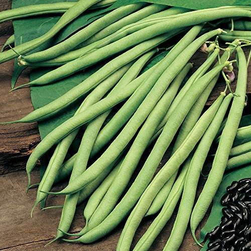 Running Bean Seeds Grow Your Own Climbing String Cobra Bean Crop for Garden & Allotment Approx 40 Seeds 1 x Finished Packet by Thompson & Morgan
