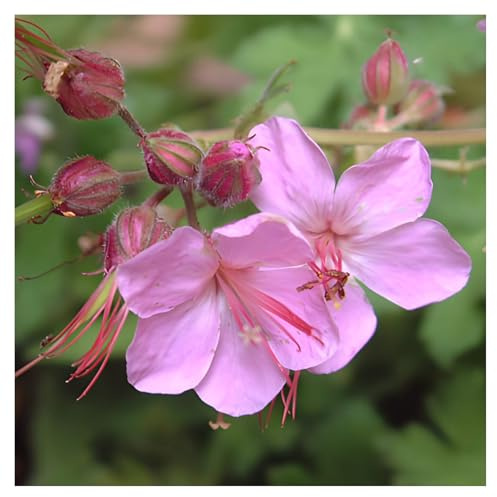 Stauden Gänge 3 x Geranium macrorrhizum 'Ingwersen's Variety' winterhart | Winterharte Staude für Sonne bis Halbschatten, Blüte Mai bis Juli, mehrjährig, 9x9 cm Topf